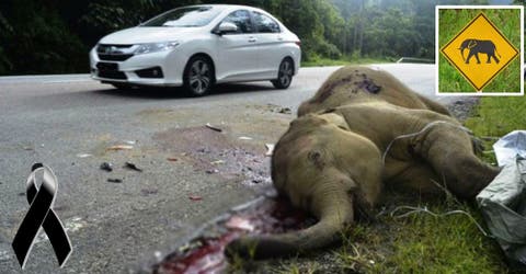 ESTREMECEDOR – Un pequeño elefante fue arrollado en Malasia junto a una señal de precaución