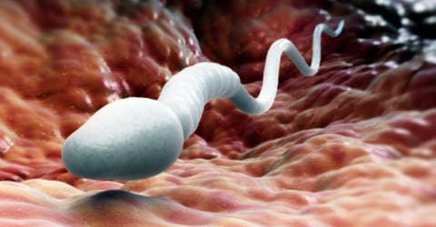 Un estudio sobre el conteo de esperma revela los peores augurios para la raza humana