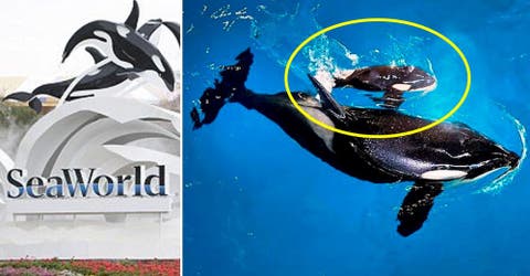 La trágica muerte de Kyara, la última orca nacida en cautiverio en el parque SeaWorld