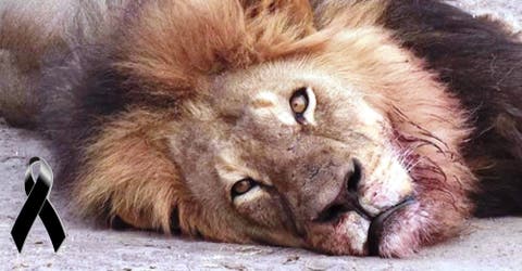 El mundo se indigna con el asesinato de Xanda, el hijo del recordado león Cecil