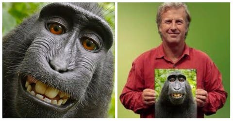 La «selfie del mono» ha dejado a un fotógrafo en la quiebra tras una gran polémica