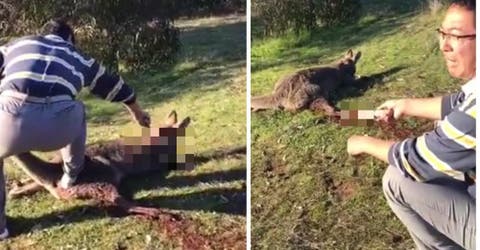 Apuñaló a un canguro y le cortó la garganta mientras su amigo se reía grabando un video