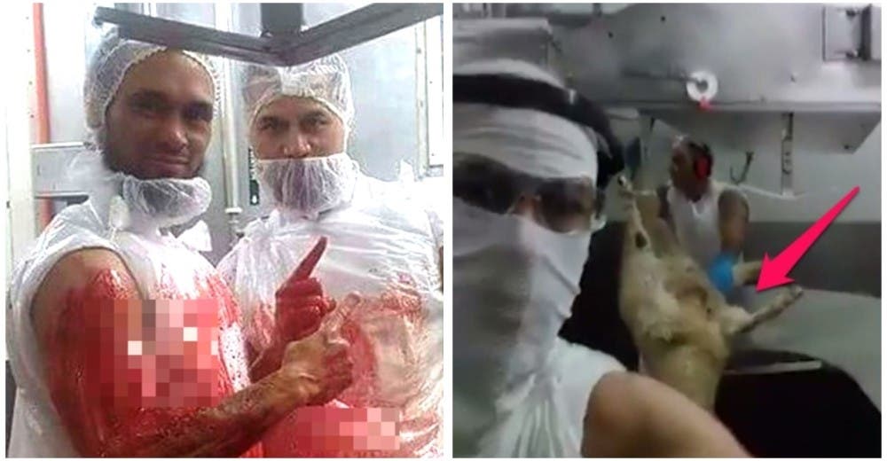 Un líder del ISIS publicó estremecedoras imágenes de una atrocidad que cometen contra las ovejas Un líder del ISIS publicó estremecedoras imágenes de una atrocidad que cometen contra las ovejas