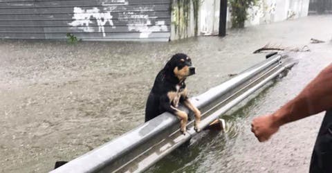 Las desgarradoras imágenes de las mascotas abandonadas en medio del Huracán Harley