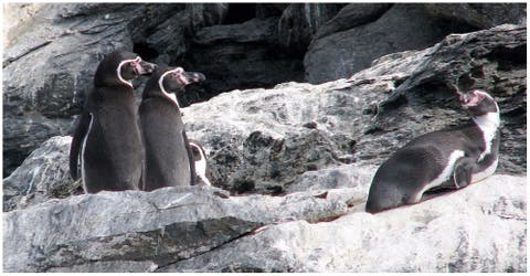 Chile rechazó un millonario proyecto minero para proteger a una colonia de pingüinos