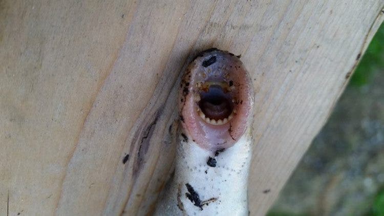 Misteriosa criatura marina con filosos dientes y sin ojos arrastrada hacia una playa de Texas después de Harvey 