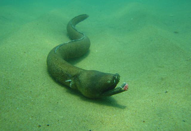 Misteriosa criatura marina con filosos dientes y sin ojos arrastrada hacia una playa de Texas después de Harvey 