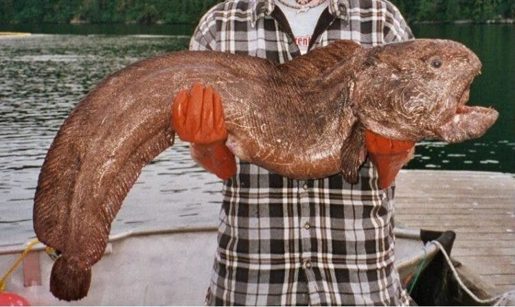 Misteriosa criatura marina con filosos dientes y sin ojos arrastrada hacia una playa de Texas después de Harvey 