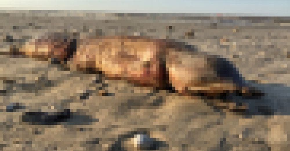 Encontraron una misteriosa y aterradora criatura en una playa de Texas tras el huracán Harvey