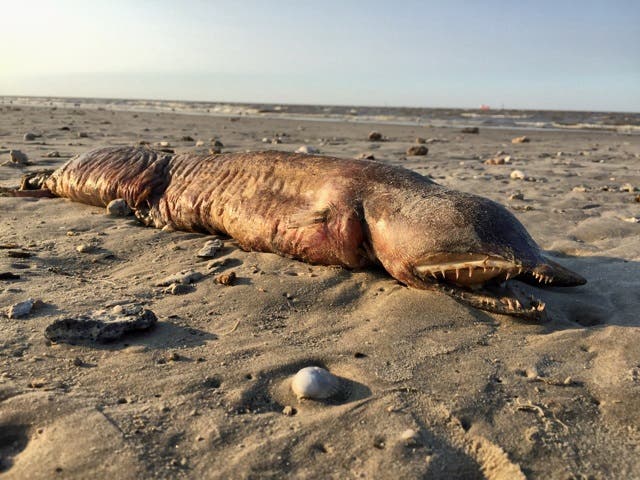 Misteriosa criatura marina con filosos dientes y sin ojos arrastrada hacia una playa de Texas después de Harvey 