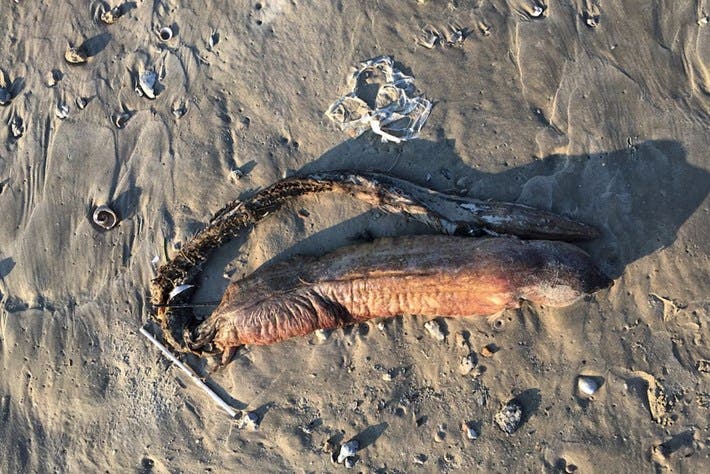 Misteriosa criatura marina con filosos dientes y sin ojos arrastrada hacia una playa de Texas después de Harvey 