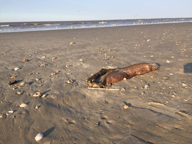 Misteriosa criatura marina con filosos dientes y sin ojos arrastrada hacia una playa de Texas después de Harvey 