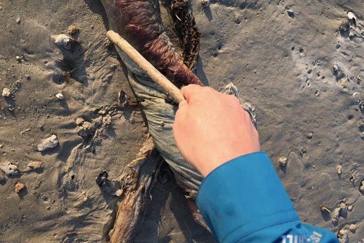 Misteriosa criatura marina con filosos dientes y sin ojos arrastrada hacia una playa de Texas después de Harvey 
