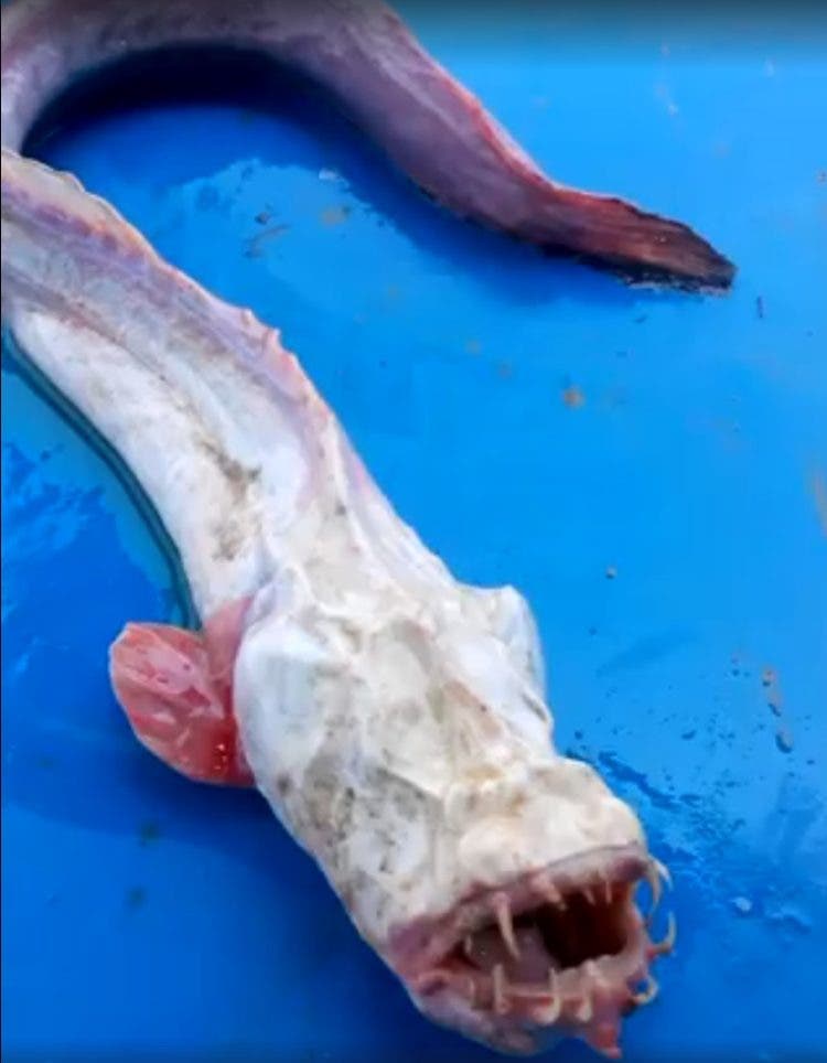 Misteriosa criatura marina con filosos dientes y sin ojos arrastrada hacia una playa de Texas después de Harvey 