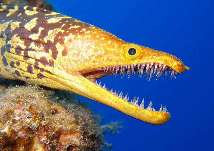 Misteriosa criatura marina con filosos dientes y sin ojos arrastrada hacia una playa de Texas después de Harvey