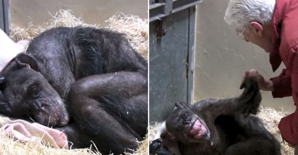 El emotivo momento en el que una chimpancé reconoce a su amigo en su lecho de muerte El emotivo momento en el que una chimpancé reconoce a su amigo en su lecho de muerte