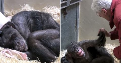 El emotivo momento en el que una chimpancé reconoce a su amigo en su lecho de muerte
