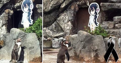 Grape-Kun, el pingüino de 20 años que murió en cautiverio sufriendo por un «amor de cartón»