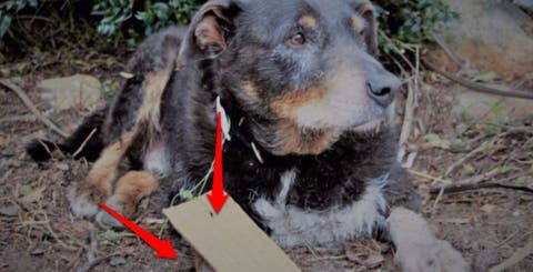 Un perro desaparecido regresa a su casa con un cartel que dejó a su familia consternada