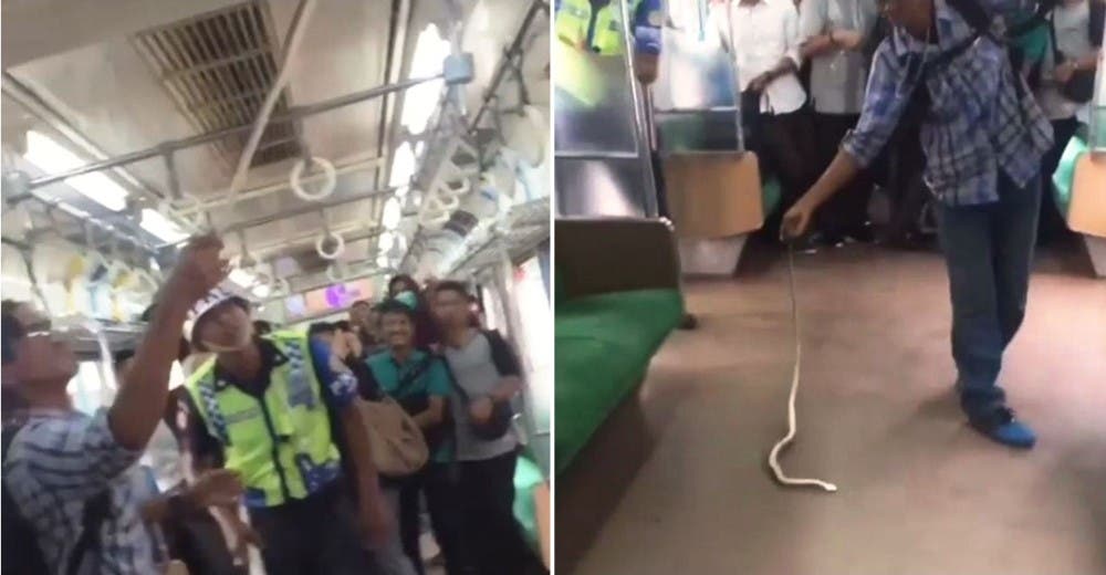 La impactante reacción de un pasajero del metro al toparse con una gran y peligrosa serpiente La impactante reacción de un pasajero del metro al toparse con una gran y peligrosa serpiente