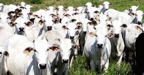 Detrás de la sobrepoblación de ganado vacuno se esconde un grave peligro para el planeta