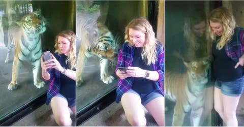 La reacción de este tigre ante una mujer embarazada causa revuelo en las redes