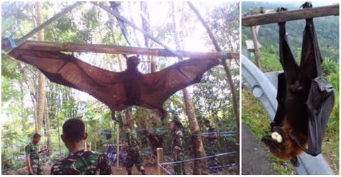 IMPACTANTE –  El gigante murciélago que capturaron en Filipinas está conmocionando las redes