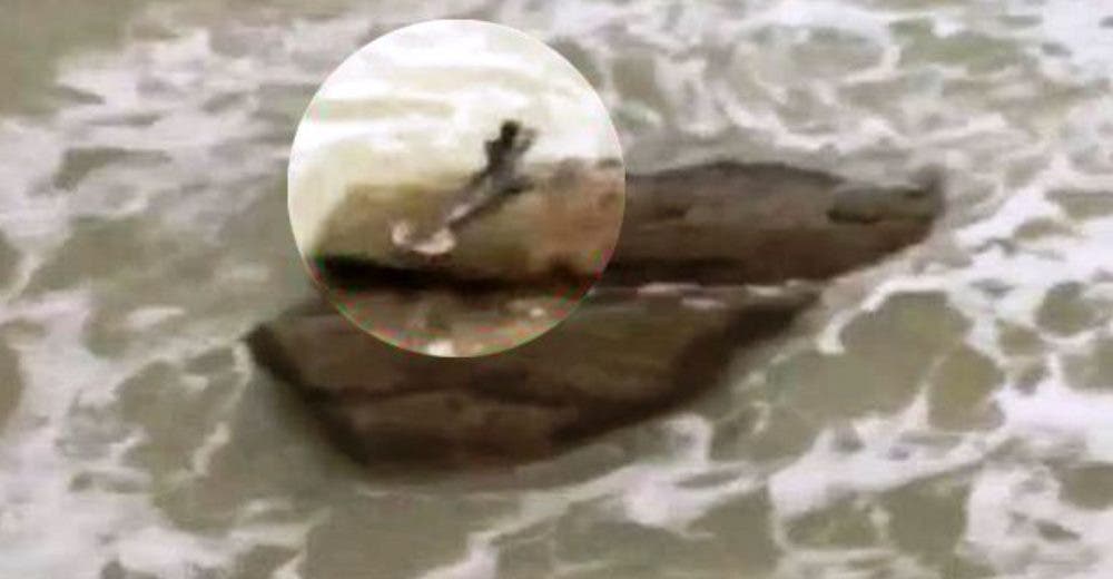 Ofrecen 1 millón de dólares a quien confirme la existencia de estas criaturas en Israel Ofrecen 1 millón de dólares a quien confirme la existencia de estas criaturas en Israel