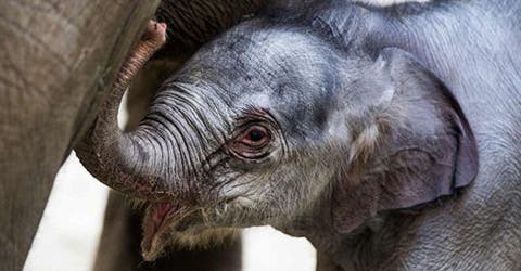 May Tagu, la elefante que ofreció a la naturaleza un extraordinario regalo en Navidad