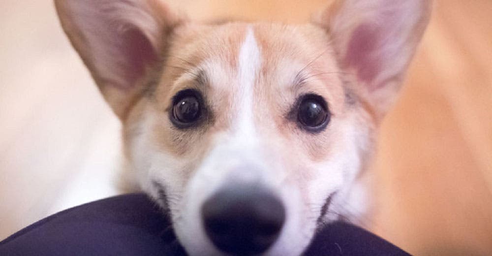 Detrás de la foto de este perrito hay una ilusión óptica que está causando revuelo en Internet Detrás de la foto de este perrito hay una ilusión óptica que está causando revuelo en Internet