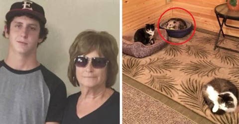 Ella creía haber rescatado a «3 lindos gatos», pero su nieto se percató del error