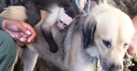 Una perrita callejera adopta a un mono y nadie los ha podido separar – Lección de amor