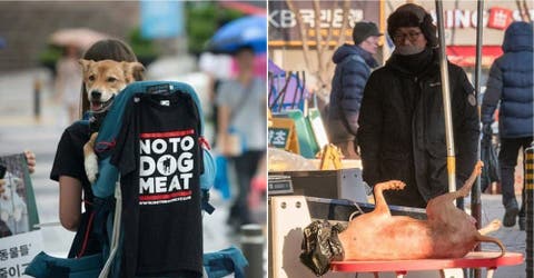 Sirven carne de perro en el menú para los turistas de los Juegos Olímpicos de Invierno 2018