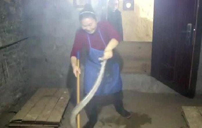 esta mujer china vive con mil 1000 cobras serpientes China Cobra Queen, Hu Xiaoxia, Chongqing medicina tradicional vino piel 