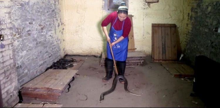 esta mujer china vive con mil 1000 cobras serpientes China Cobra Queen, Hu Xiaoxia, Chongqing medicina tradicional vino piel 