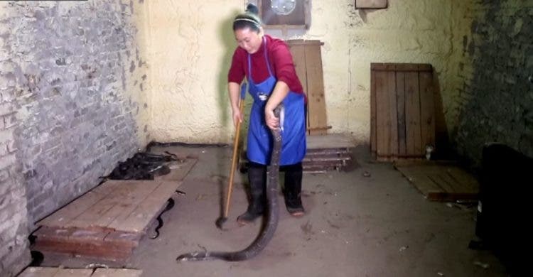 esta mujer china vive con mil 1000 cobras serpientes China Cobra Queen, Hu Xiaoxia, Chongqing medicina tradicional vino piel