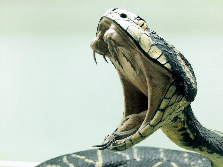 esta mujer china vive con mil 1000 cobras serpientes China Cobra Queen, Hu Xiaoxia, Chongqing medicina tradicional vino piel 