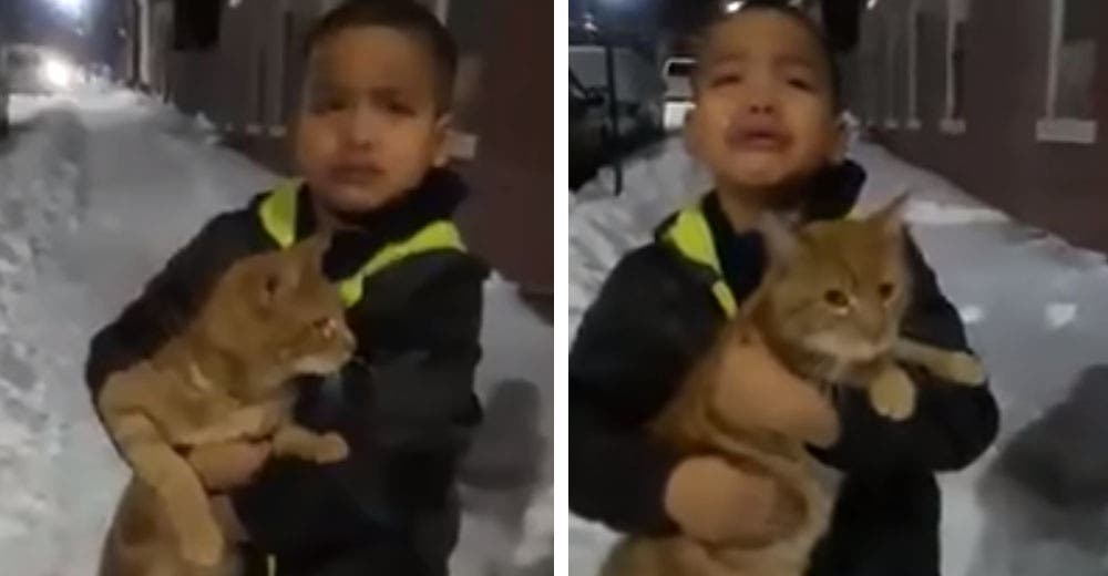 Llora desconsoladamente porque quiere llevarse un gato a casa – «Suéltalo, es de la calle»