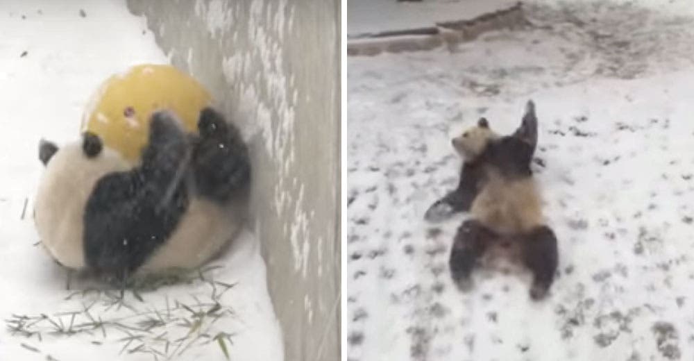 La reacción de este panda al ver la nieve está enloqueciendo las redes La reacción de este panda al ver la nieve está enloqueciendo las redes
