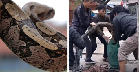 Una enorme serpiente aparece en Vietnam desatando pánico y caos en la población