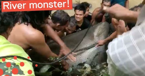 Una aldea entera rescata de esta forma tan espectacular a un atún de 200 kilos varado