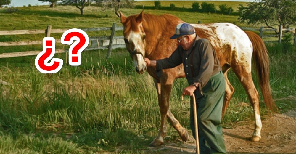 Un simple acertijo matemático sobre un caballo tiene a todos confundidos – ¿Podrás descifrarlo?