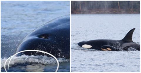 Científicos quedan horrorizados al ser testigos del primer caso de infanticidio en las orcas