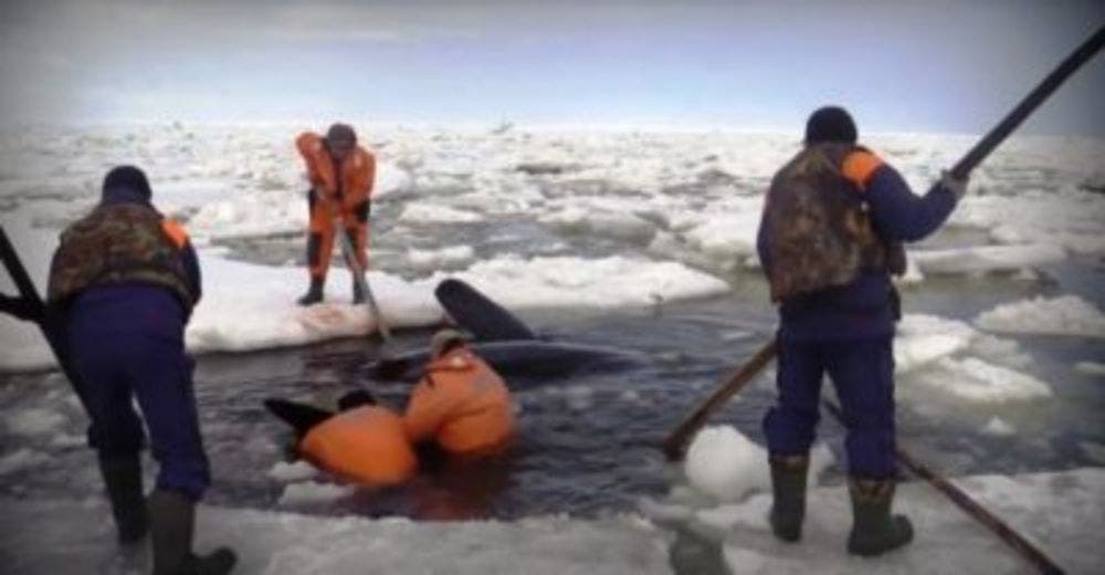 Estas 4 ballenas casi mueren atrapadas en el hielo… Pero estos héroes las pusieron a salvo