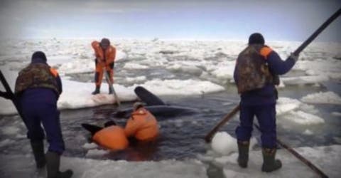 Estas 4 ballenas casi mueren atrapadas en el hielo… Pero estos héroes las pusieron a salvo