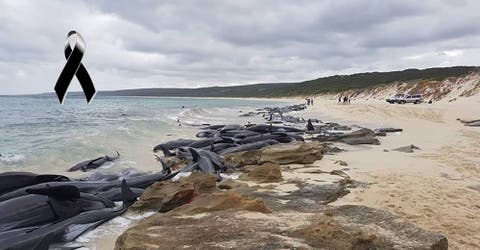 Consiguen salvar sólo a 6 de las 150 ballenas varadas en una playa por un «suicidio masivo»