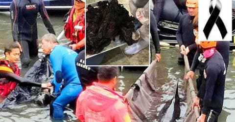 Encuentran 18 bolsas de plástico enredadas en el estómago de ballenas muertas en Taiwán