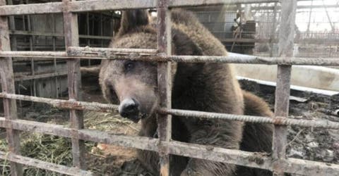 Tras 2 años de un torturador encierro y ser tratada como trofeo, inicia su camino a la libertad