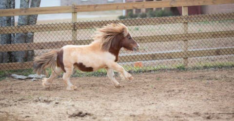 Un caballo miniatura convence a sus vecinos de que lo adopten de la forma más graciosa