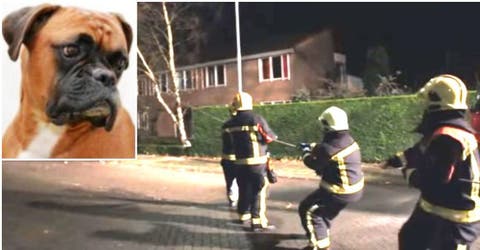 Unos bomberos talan un árbol y no paran de reír por la valiosa ayuda de un imprevisto voluntario